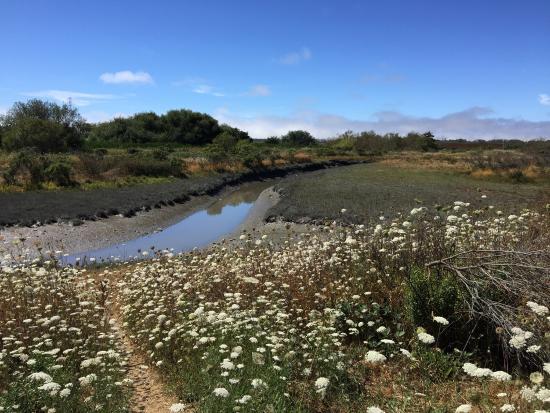 Arcata Marsh and Wildlife Sanctuary